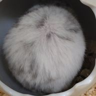 芋ヲタさんのアイコン画像