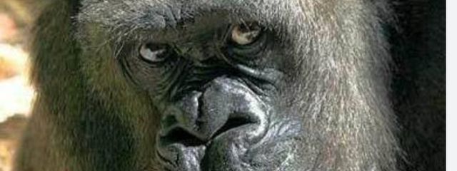 ウホッ！🦍🍌さんの壁紙画像
