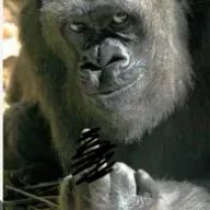 ウホッ！🦍🍌さんのアイコン画像