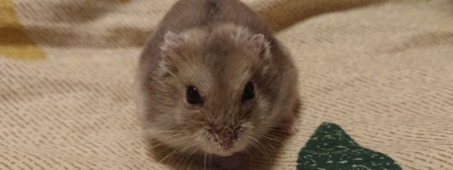 (  •́⍛•̀)ﾄｰﾏｽ🌨🤍🎀さんの壁紙画像