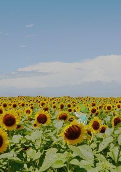 【配信部屋】あの夏に未だ取り残されている。(☆50で初配信)