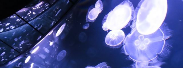 佐藤にこ໒꒱ @低浮上中さんの壁紙画像