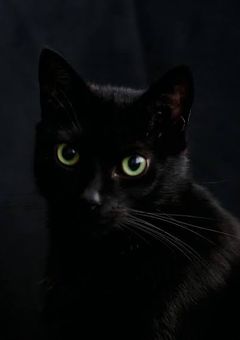 転生したら捨猫になっていた私の運命は…【wrwrd夢小説】