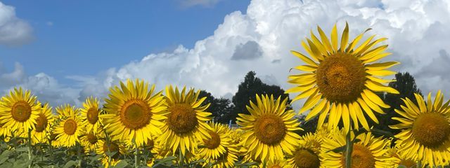 サラ250rさんの壁紙画像