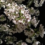 ぽんさんのアイコン画像