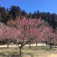 reiさんのアイコン画像