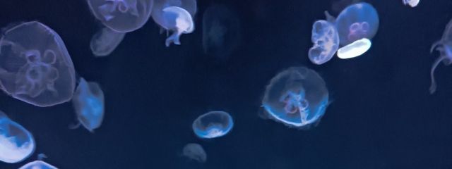 夜酔シウ꒰ঌ 🖤 ໒꒱@旧きなこもちさんの壁紙画像