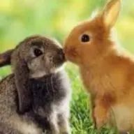 おさかなさんのアイコン画像