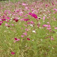 姫茉里さんのアイコン画像