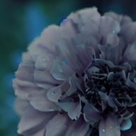 ⚀ ⚁ ⚂ ⚃ ⚄ ⚅ ♡ ♢ ♤ ♧さんのアイコン画像