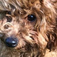 ネコネコ(*´꒳`*)   @ゲゲゲさんのアイコン画像