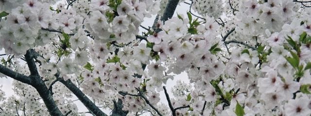 らい。さんの壁紙画像