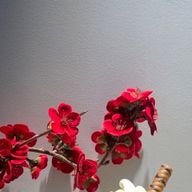 もなかさんのアイコン画像