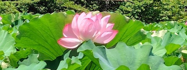 SARAさんの壁紙画像