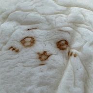 アイスの実🍦 ♡さんのアイコン画像