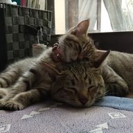 メメントリ最推しです！＊桜来未知さんのアイコン画像