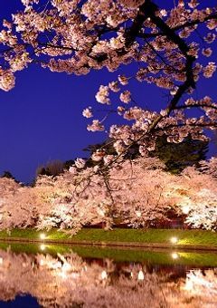 夜桜に舞う美しき君