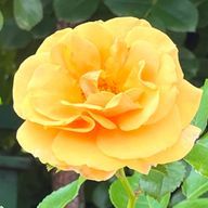 peach@トラウマ1号@一周目サバ㌘完結しましたさんのアイコン画像