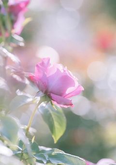 【BL/R18】僕はみんなの愛されマンネ