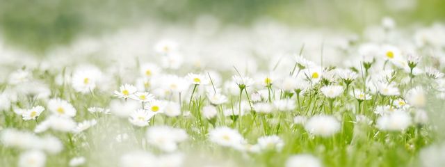 annさんの壁紙画像