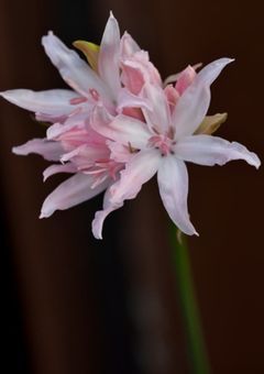ネリネほのぼの(？)日記