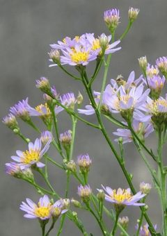 本当の本当に最後の小説　思い出の振り返り