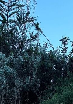 映画，ドラマ視聴代行