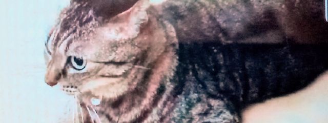 まっちゃんさんの壁紙画像