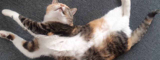 かとさんの壁紙画像