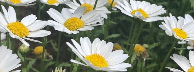 𝐣𝐮𝐥𝐢𝐞𝐭さんの壁紙画像