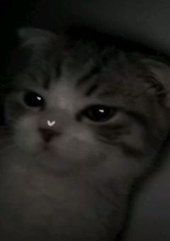 動物人間飼い始めた件