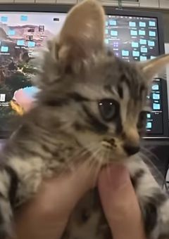 こてんになりました