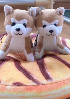 めっちゃ可愛いまさるっちたち