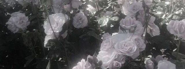 @ ここ.さんの壁紙画像