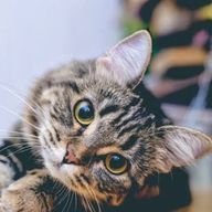 猫さんのアイコン画像