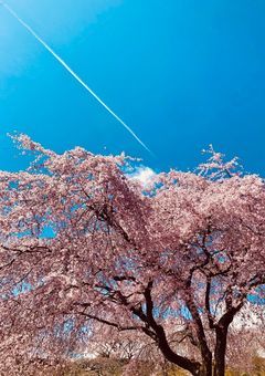 君は忘却、私は残照