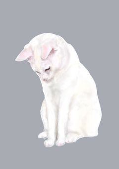 猫の手も借りたい/ハイキュー!!