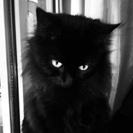 𓏲𓎨黒猫ฅ⸃⸃🐾さんのアイコン画像