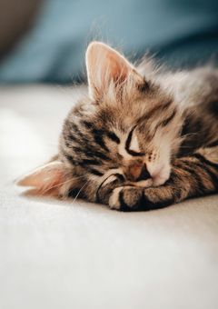 蜜色の子猫と解けない魔法