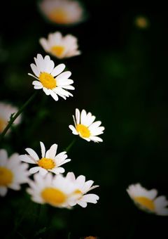 妄想垂れ流しぶつぶつノート🖤