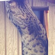 iceさんのアイコン画像