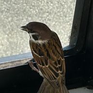 うぅさんのアイコン画像