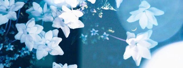 歌声 朱歌   さんの壁紙画像