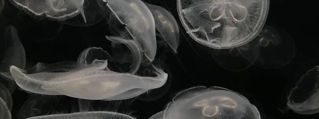 아보카도 . 🥑さんの壁紙画像