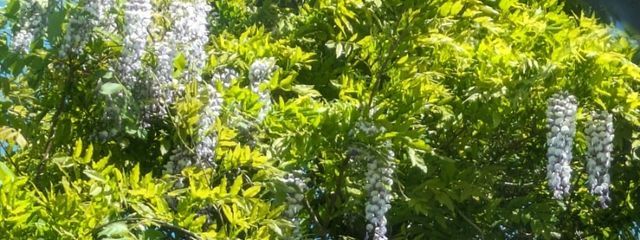 kaoriさんの壁紙画像