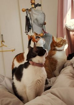 色々やるコメチャレ