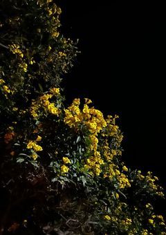 🖤💛の日常を調査します！！