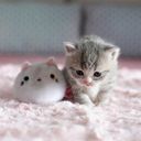 キラー@ギリカス