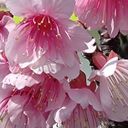 ✥リリー✥@誰だお茶会中毒つった奴