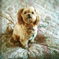 Appleさんのアイコン画像